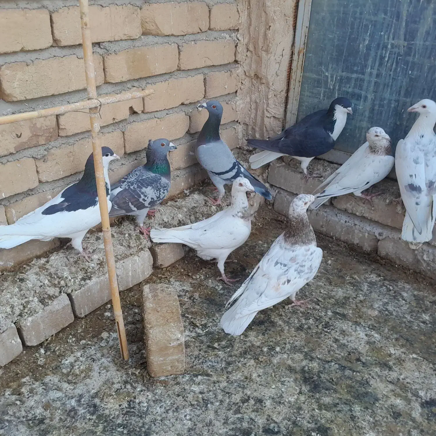 کفتر|پرنده|اسفرورین, |دیوار