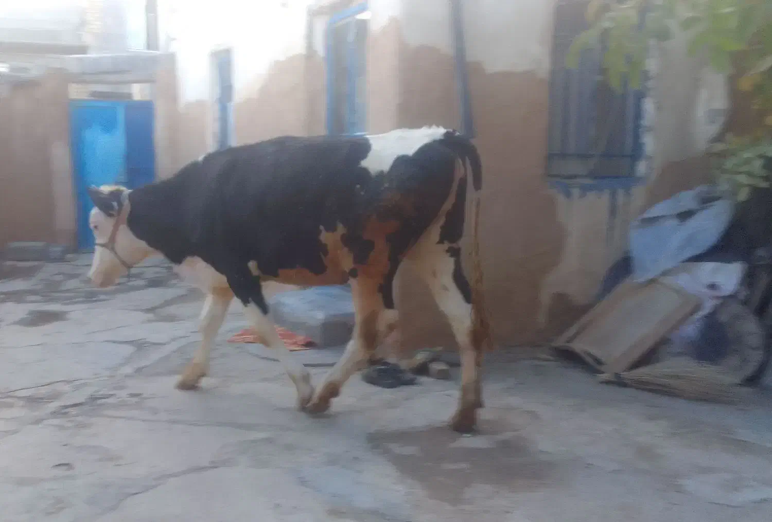 گاو|حیوانات مزرعه|کامیاران, |دیوار