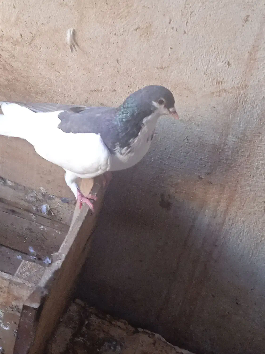 کفتر|پرنده|آبپخش, |دیوار