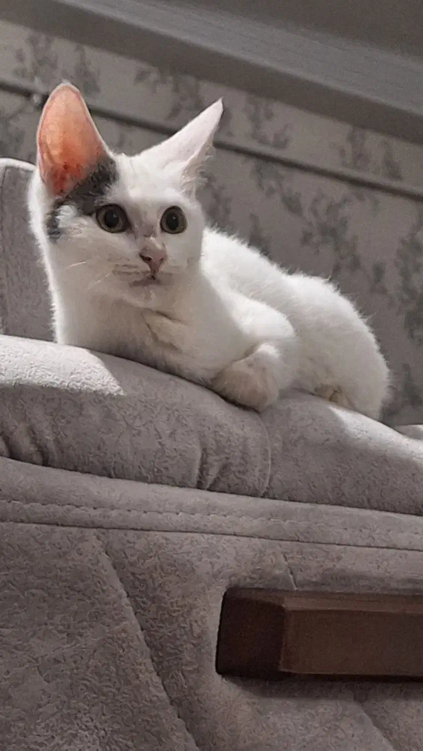 گربه ی خونگی ملوس|گربه|گنبد کاووس, |دیوار