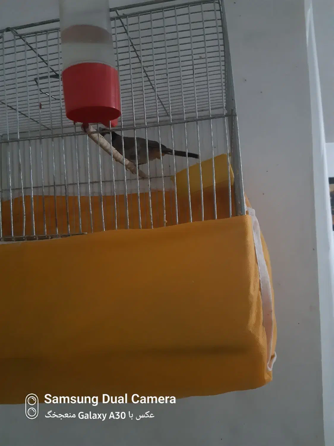 قناری|پرنده|اصفهان, قهاب جنوبی|دیوار