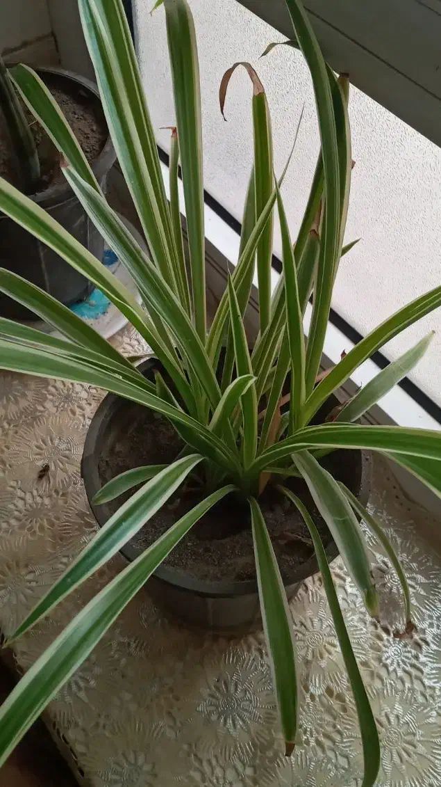 گل خانه|گل و گیاه طبیعی|آذرشهر, |دیوار