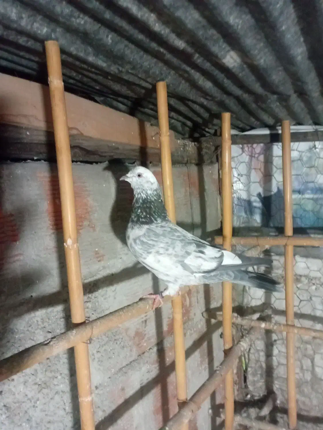 کبوتر غریب گیری|پرنده|قائم‌شهر, |دیوار