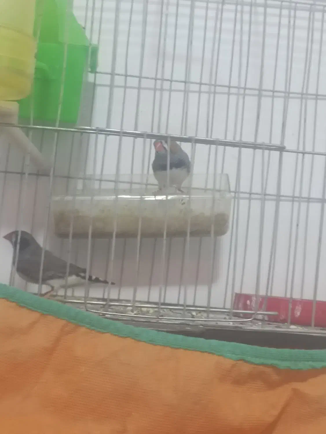 پرنده|پرنده|الیگودرز, |دیوار