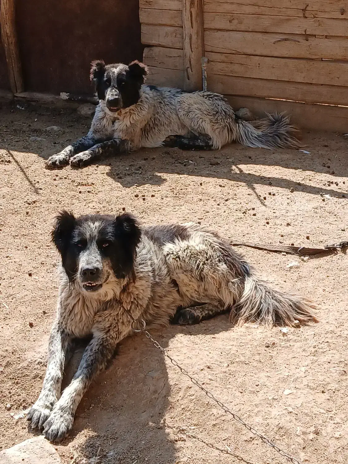 واگذاری سگ|سگ|لاران, |دیوار