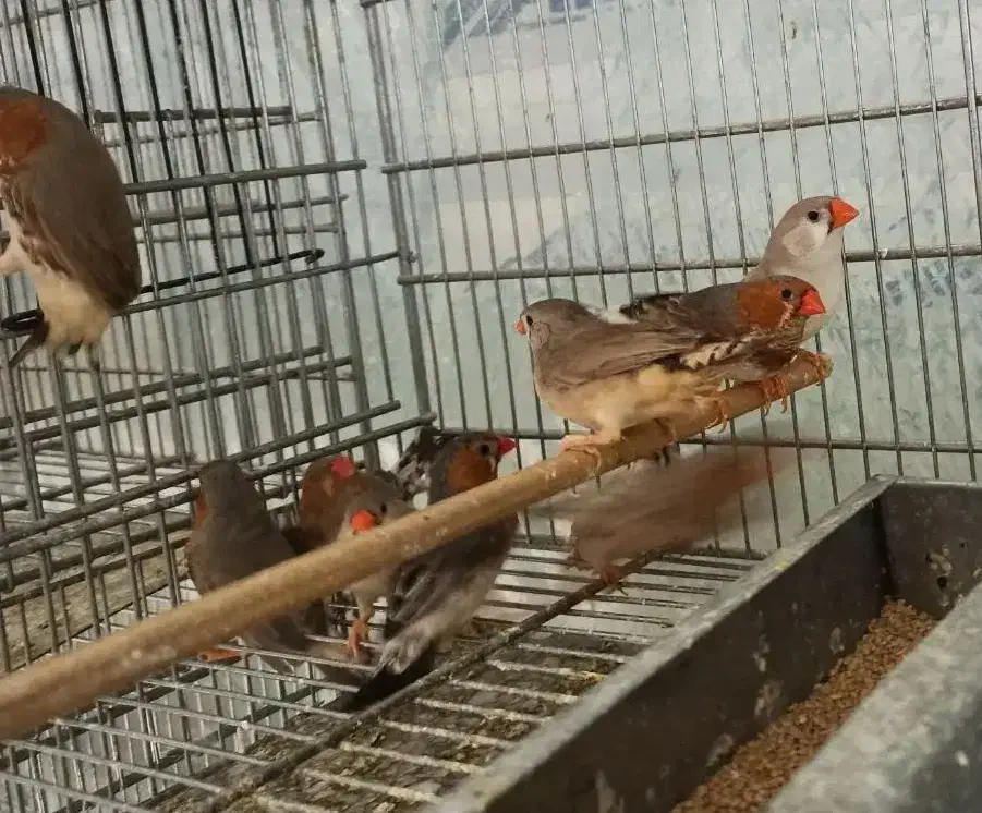 فنچ کینگ اورنج برست|پرنده|کاشمر, |دیوار