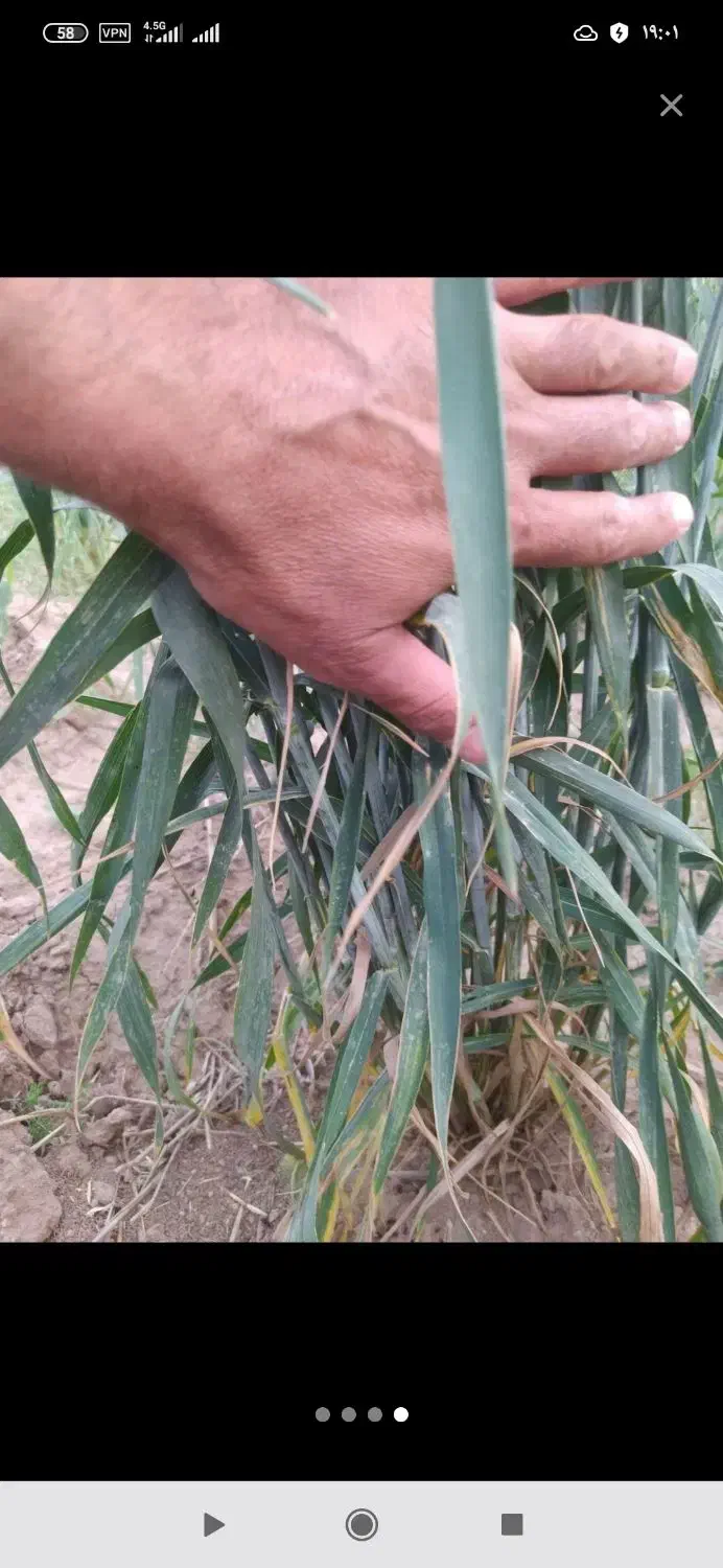 بذر گندم اوکراینی|خدمات باغبانی و درختکاری|ایلام, |دیوار