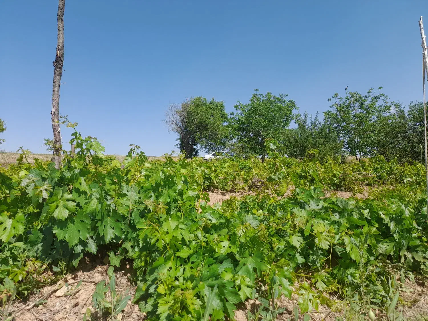 باغ ۴هزار متری در روستای کوشکی سفلی|فروش زمین و ملک کلنگی|اشترینان, |دیوار