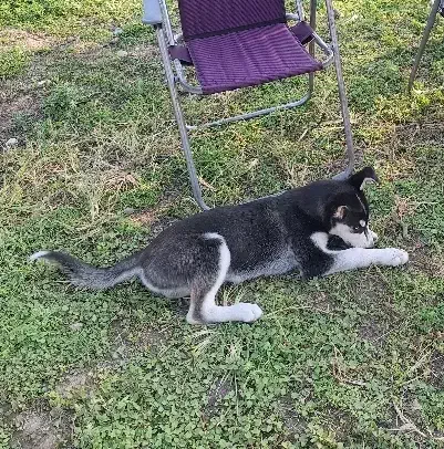 توله ۴ ماهه هاسکی|سگ|قائمشهر, |دیوار