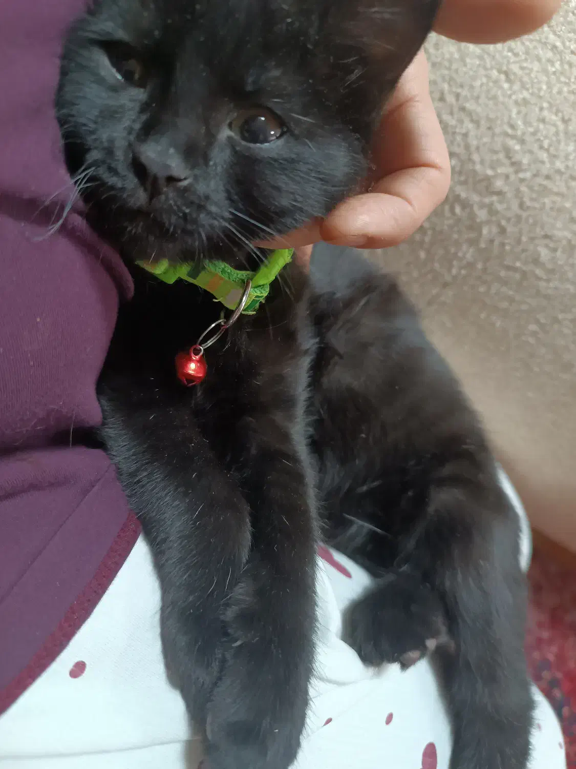 بچه گربه|گربه|همدان, |دیوار