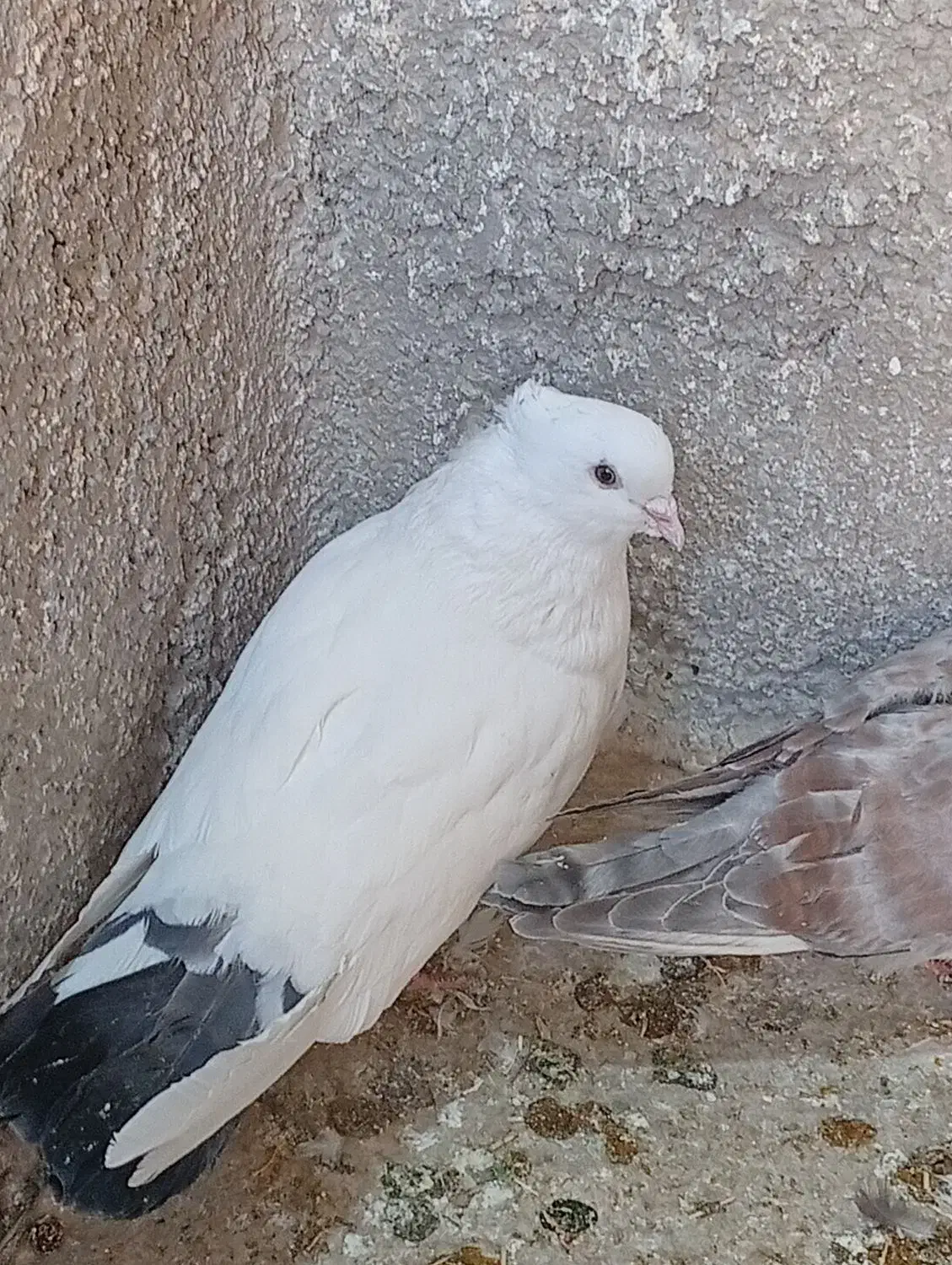 کبوتر پرشی|پرنده|محمدشهر, محمدشهر|دیوار