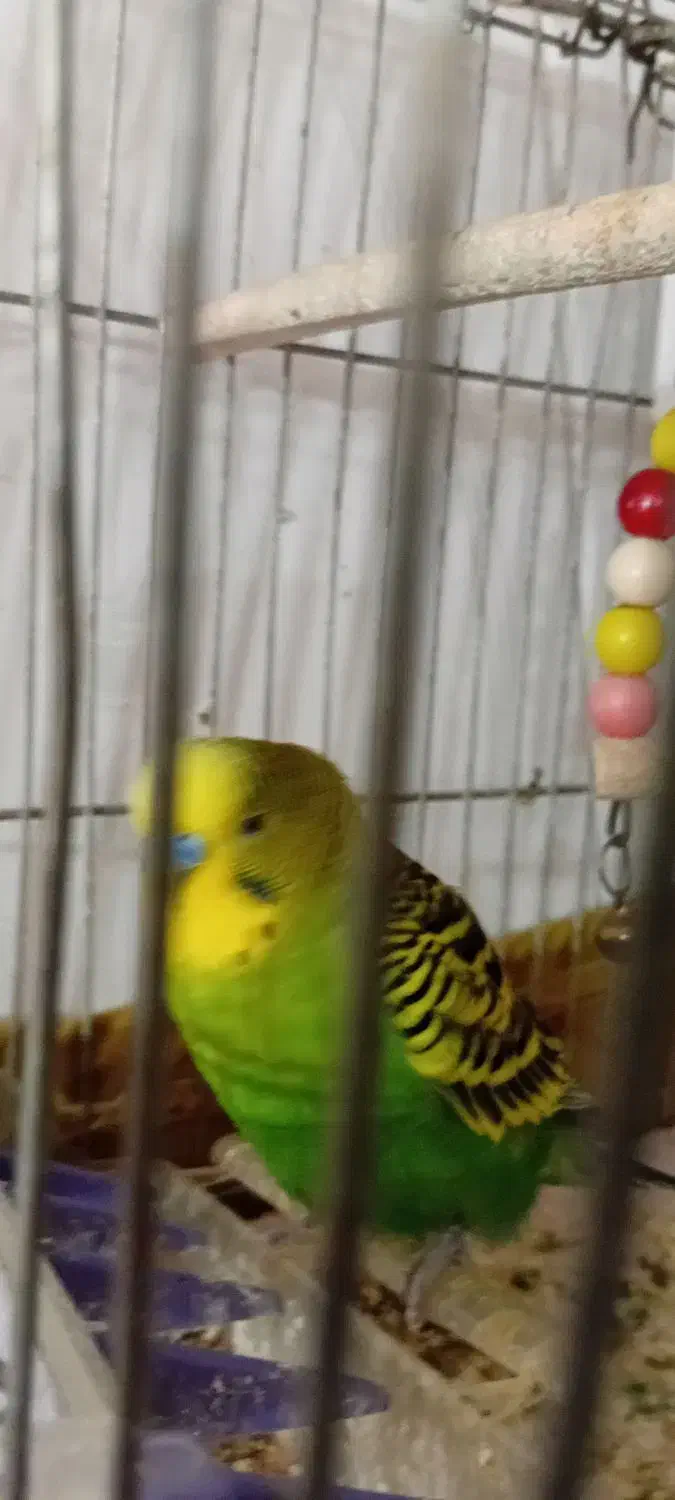 مرغ عشق|حیوانات مزرعه|مسجد سلیمان, |دیوار