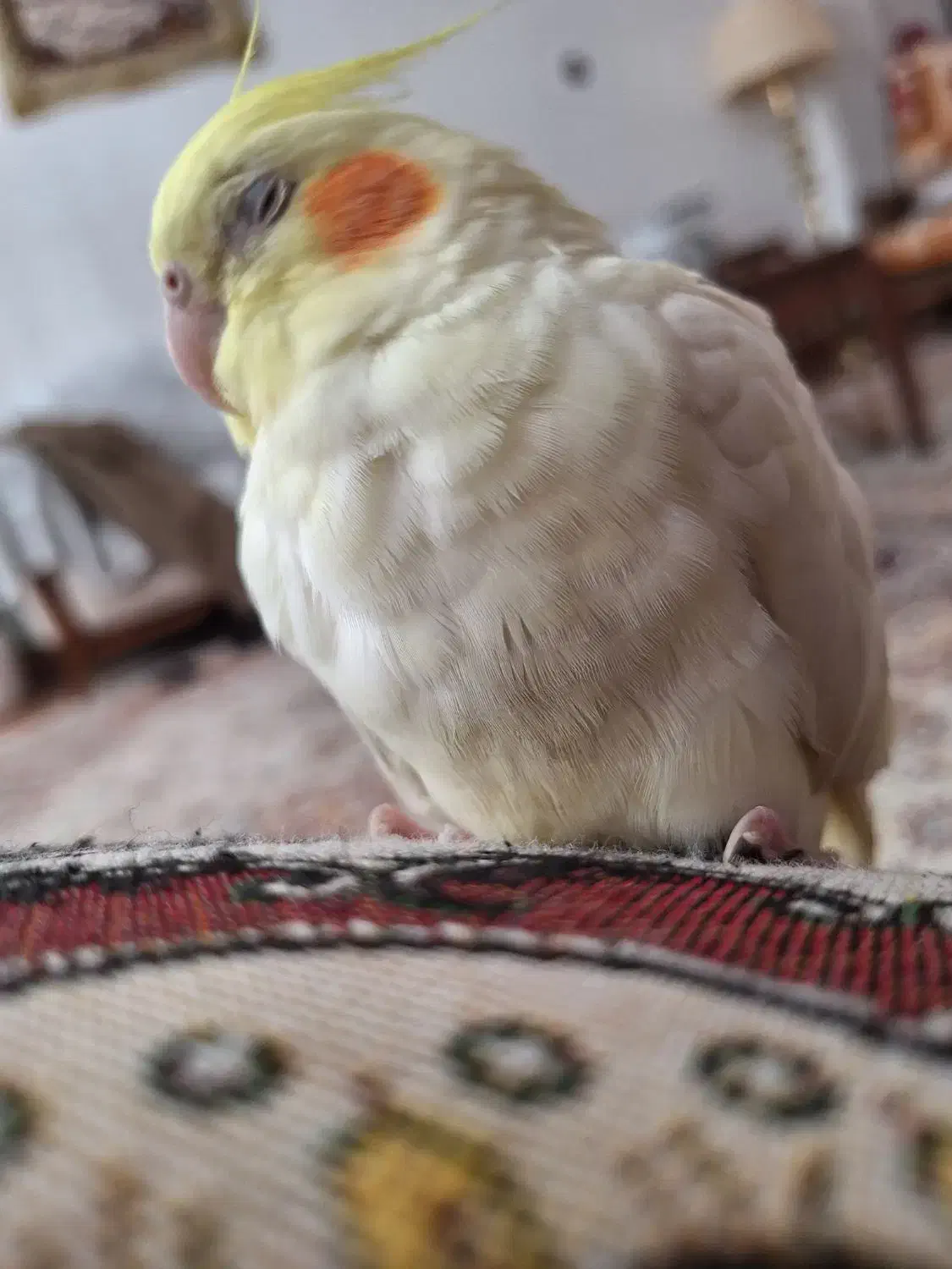 عروس هلندی|پرنده|میاندوآب, |دیوار