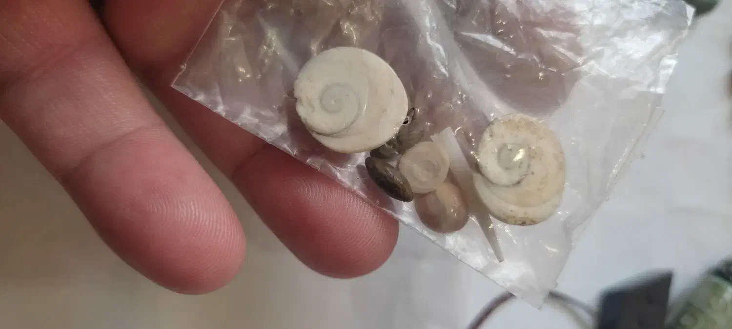 مهره گهنه|جواهرات|اردبیل, |دیوار