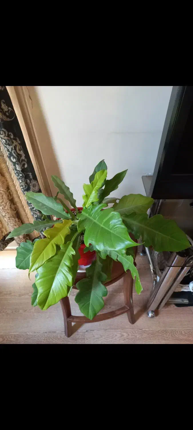 بن سای زاموفیلیا|گل و گیاه طبیعی|تهران, میرداماد|دیوار