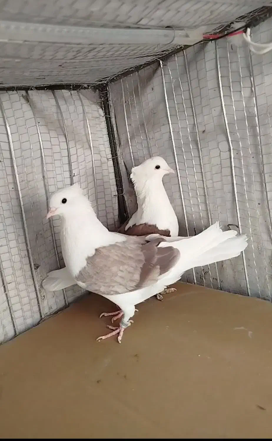 جفت پشت|پرنده|بیرجند, |دیوار