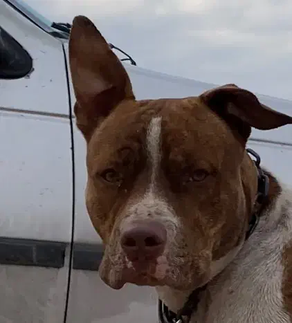 سگ پیتبول گمشده|سگ|مسجد سلیمان, |دیوار