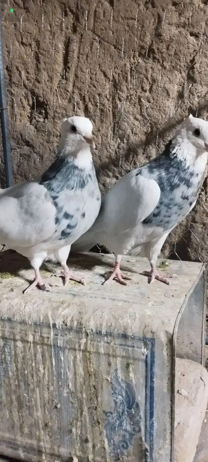 ماده طوقی هفترنگ فروشی|پرنده|فردوس (خراسان), |دیوار