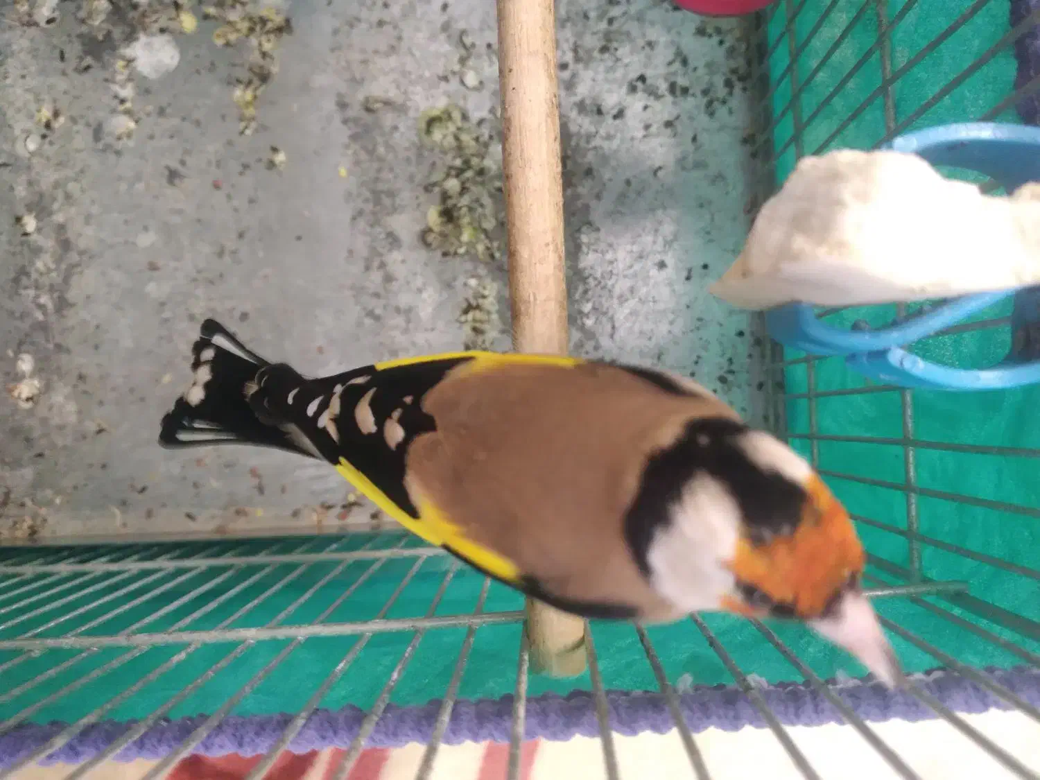 سهره قفسی آنتیک|پرنده|همدان, |دیوار