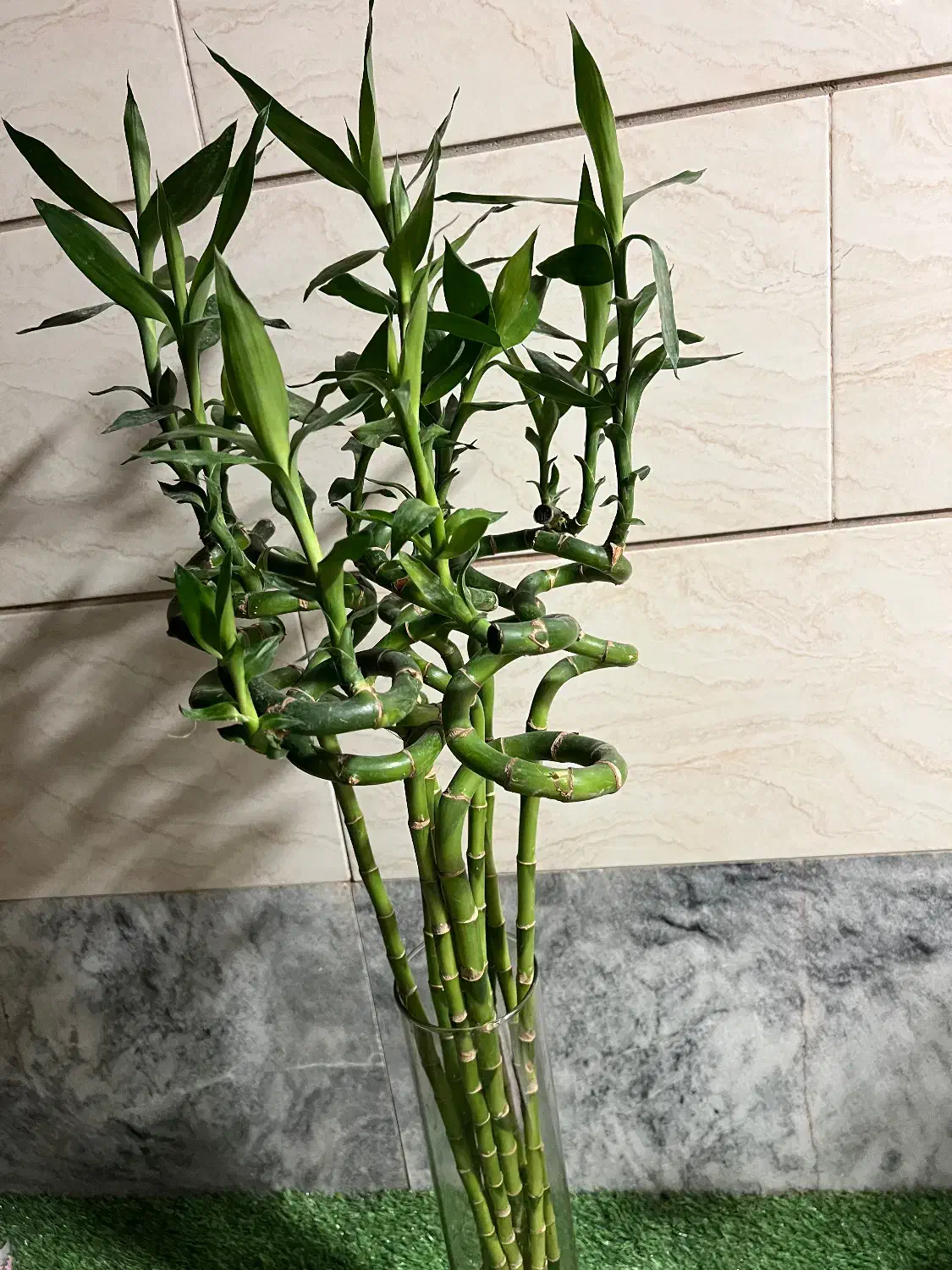 بامبو قد بلند با کیفیت|گل و گیاه طبیعی|گناباد, |دیوار