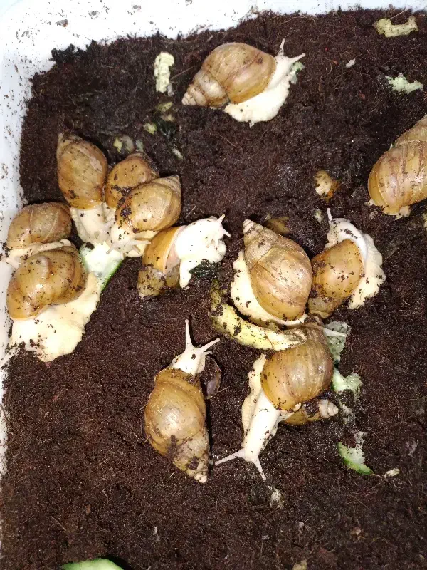 حلزون مولد|خزنده|ملارد, |دیوار