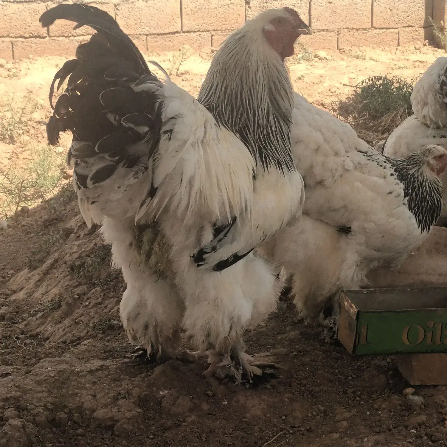 برهما لایت|حیوانات مزرعه|صوفیان, |دیوار