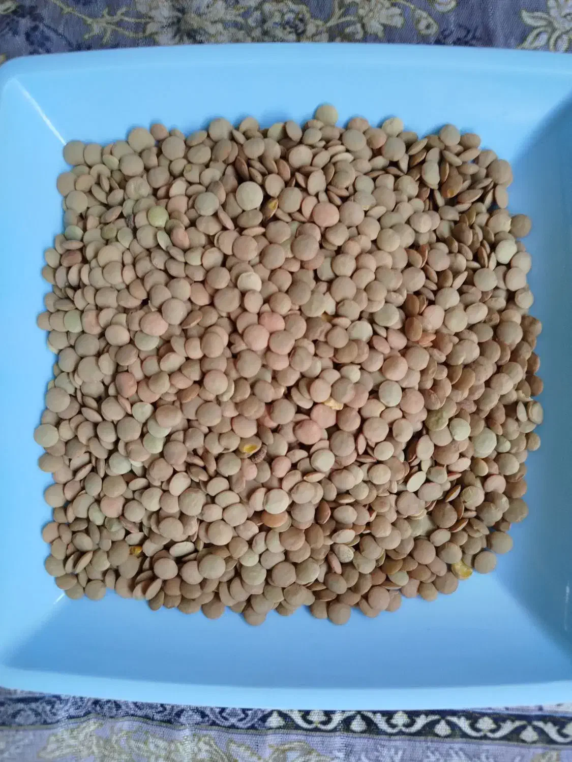 فروش انواع حبوبات مرغوب بصورت عمده و جزئی|عمدهفروشی|گنبد کاووس, |دیوار