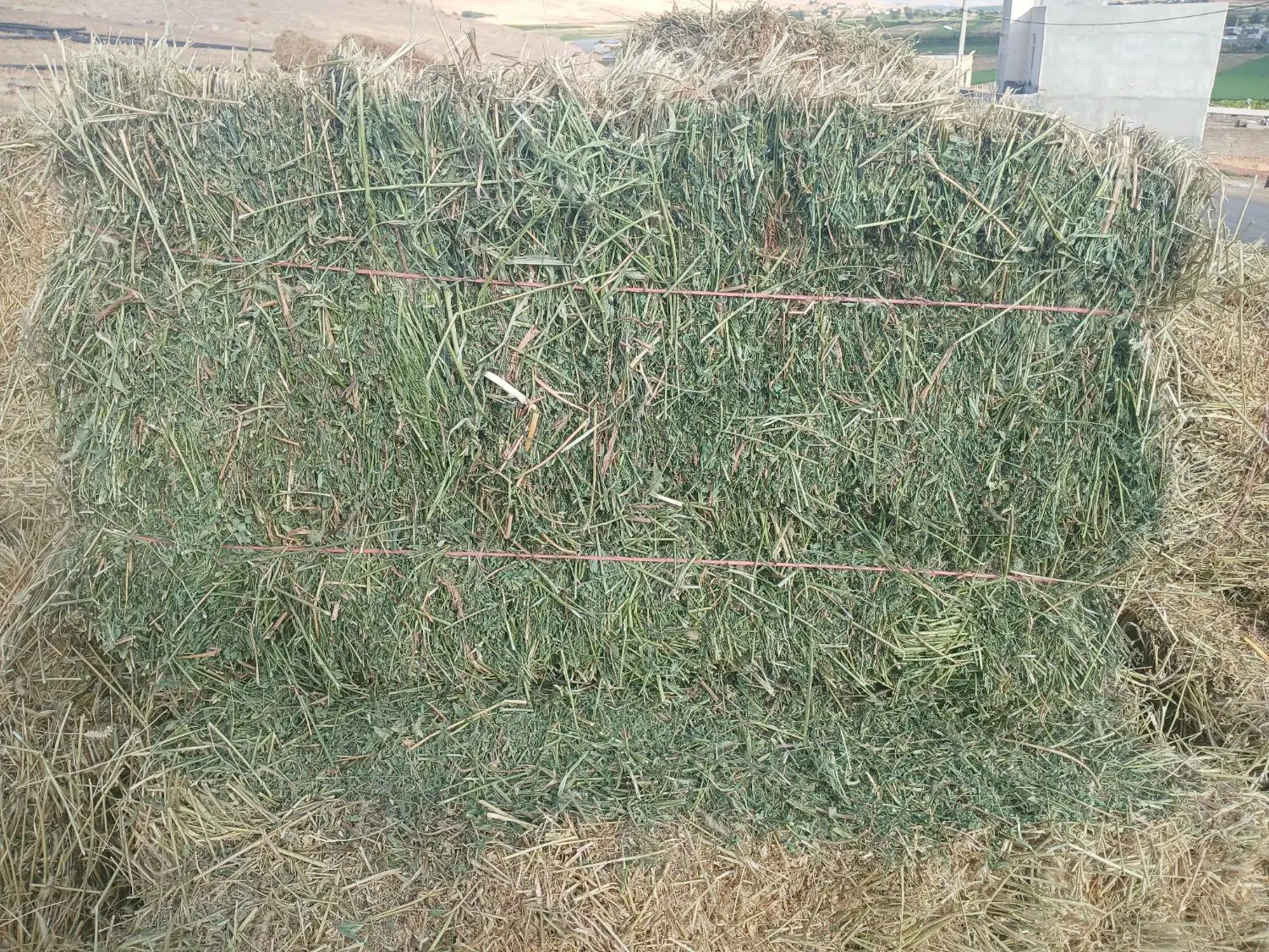 یونجه ۷۵۰|گل و گیاه طبیعی|کرمانشاه, |دیوار