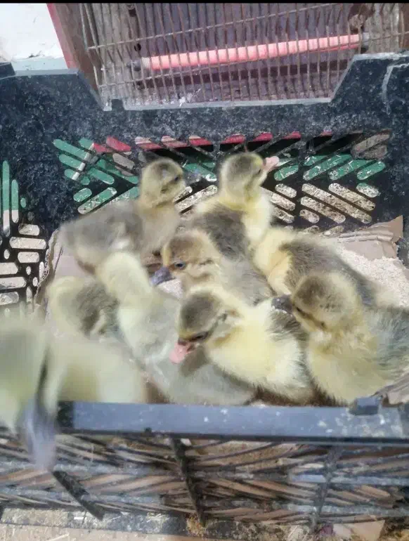 جوجه غاز دونه ای ۳۵۰|حیوانات مزرعه|بندر کنگان, |دیوار