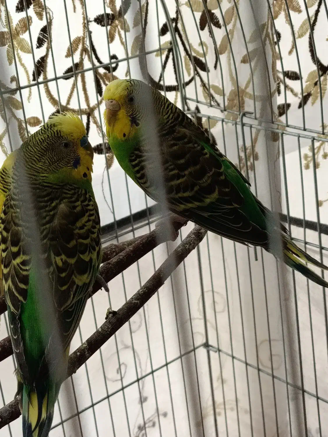 مرغ عشق مولد|پرنده|برخوار, |دیوار