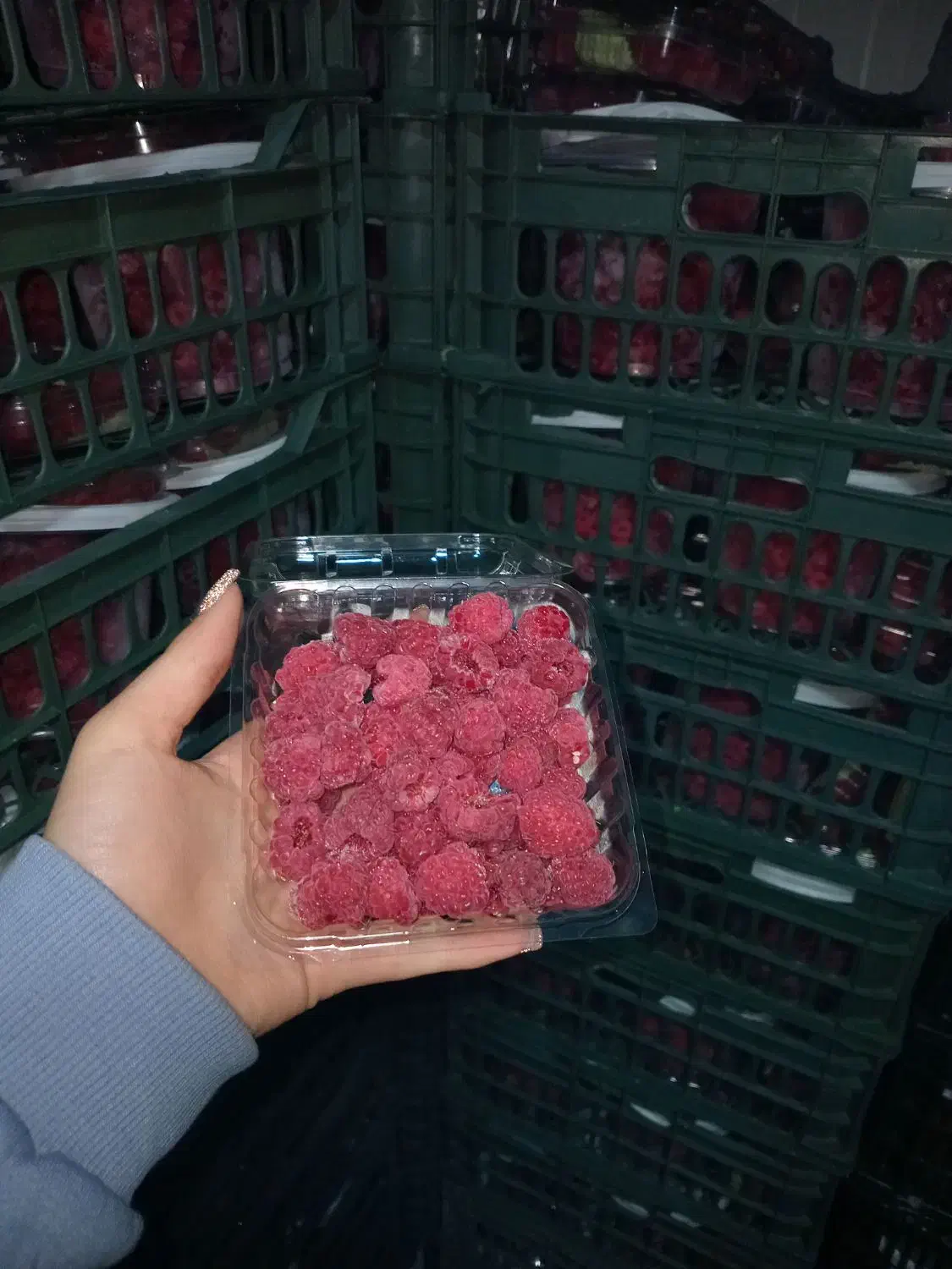 میوه لوکس سورنا|خوردنی و آشامیدنی|کرج, گلستان|دیوار