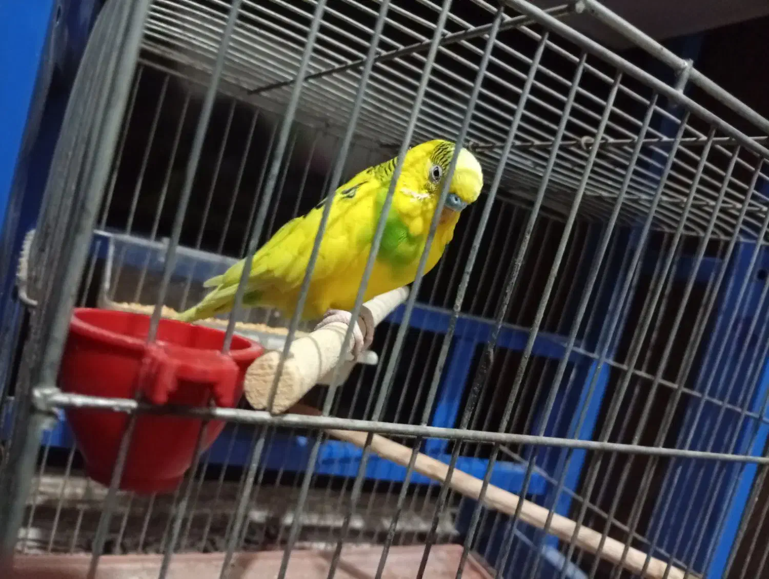 مرغ عشق|پرنده|فولادشهر, مسکن مهر فولادشهر|دیوار