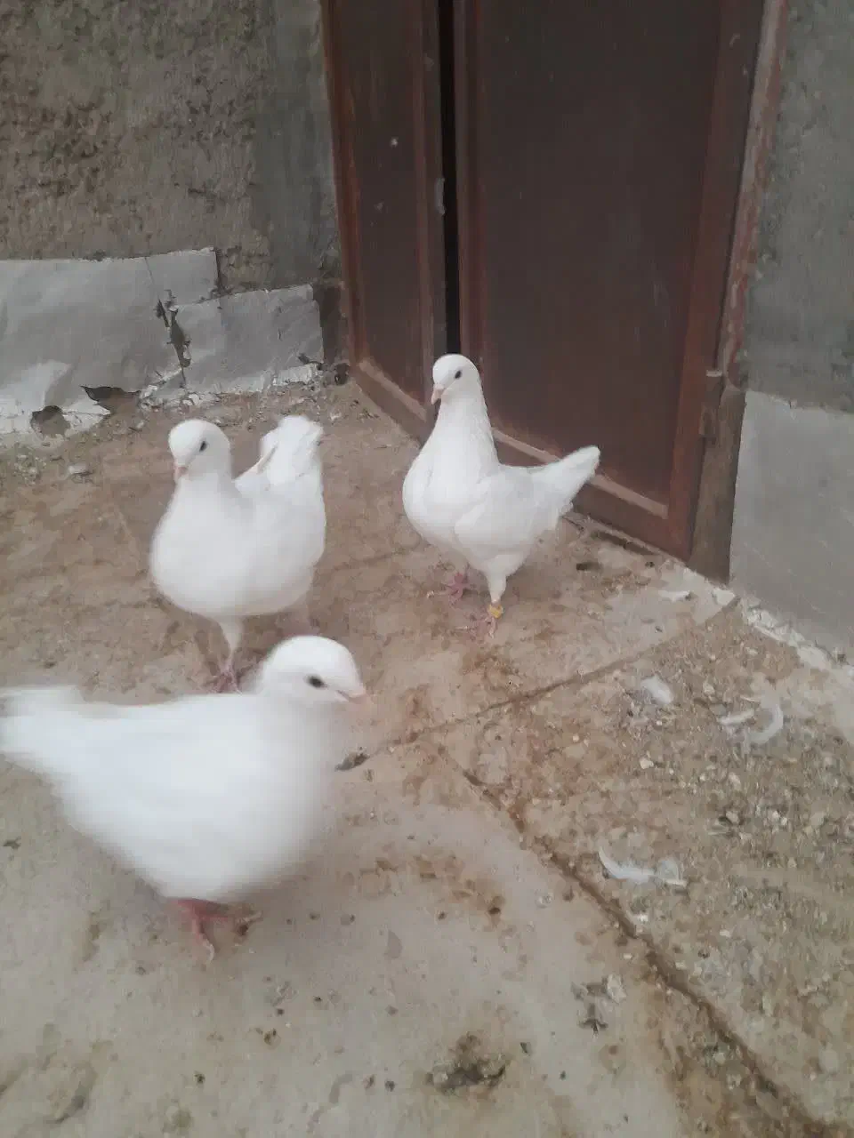 کبوتر کینگ|پرنده|تهران, منیریه|دیوار