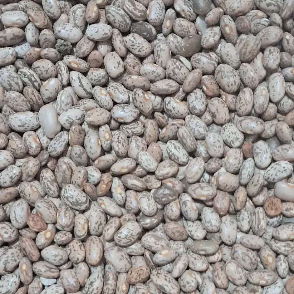 لوبیاچیتی ارتشی|خوردنی و آشامیدنی|قم, شاه ابراهیم|دیوار