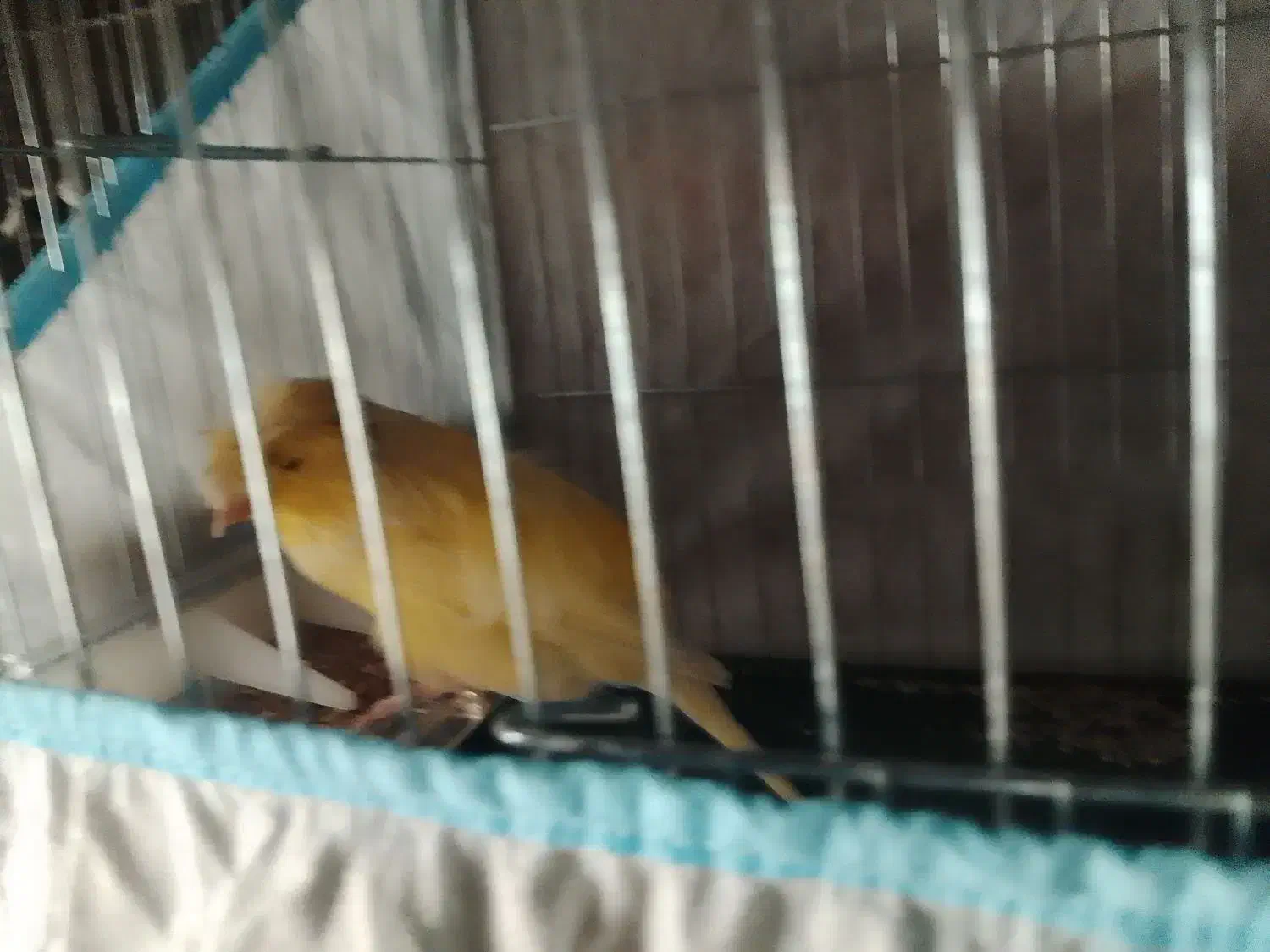 قناری حلقه به پا علی زاده|پرنده|اسلامشهر, شهرک امام حسین (میان آباد)|دیوار