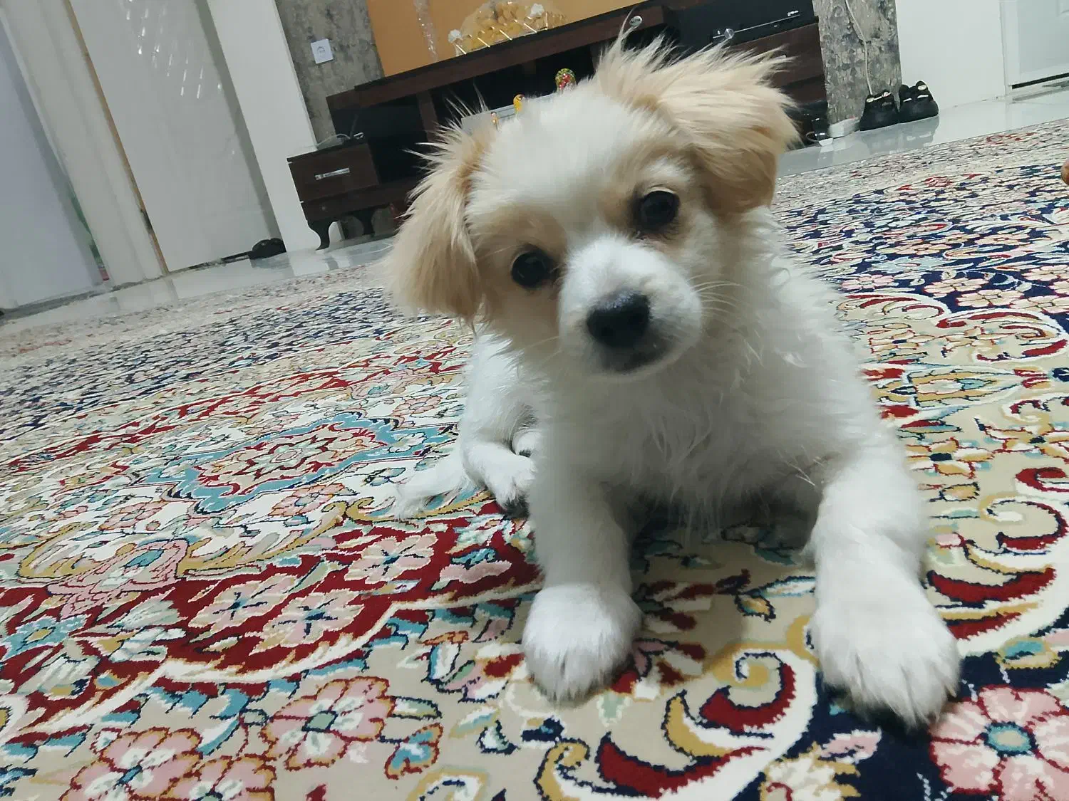 سگ بانمک|سگ|مشهد, منزل آباد|دیوار