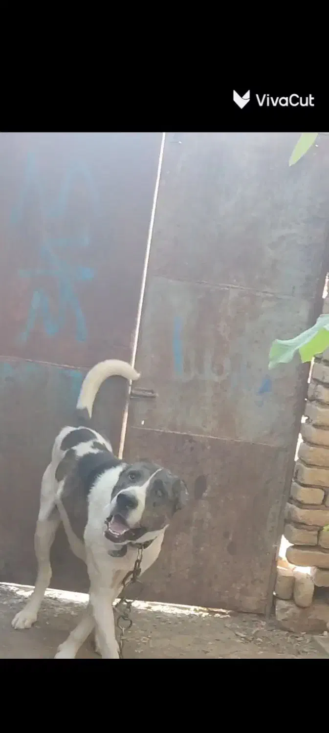 سگ گم شده هر پیدا کنه ۵ میلیون جایزه|سگ|سلیمان, |دیوار