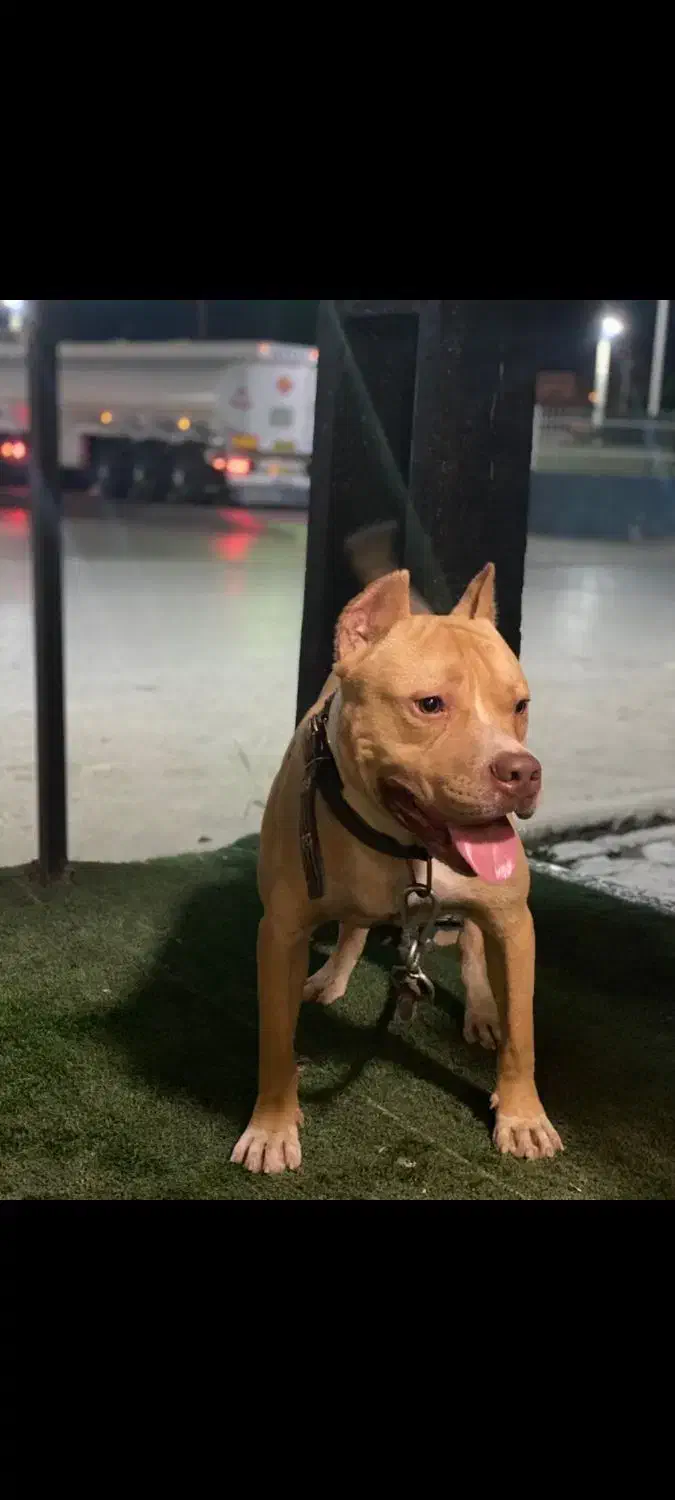 سگ پیتبول نر یکساله|سگ|گنبد کاووس, |دیوار