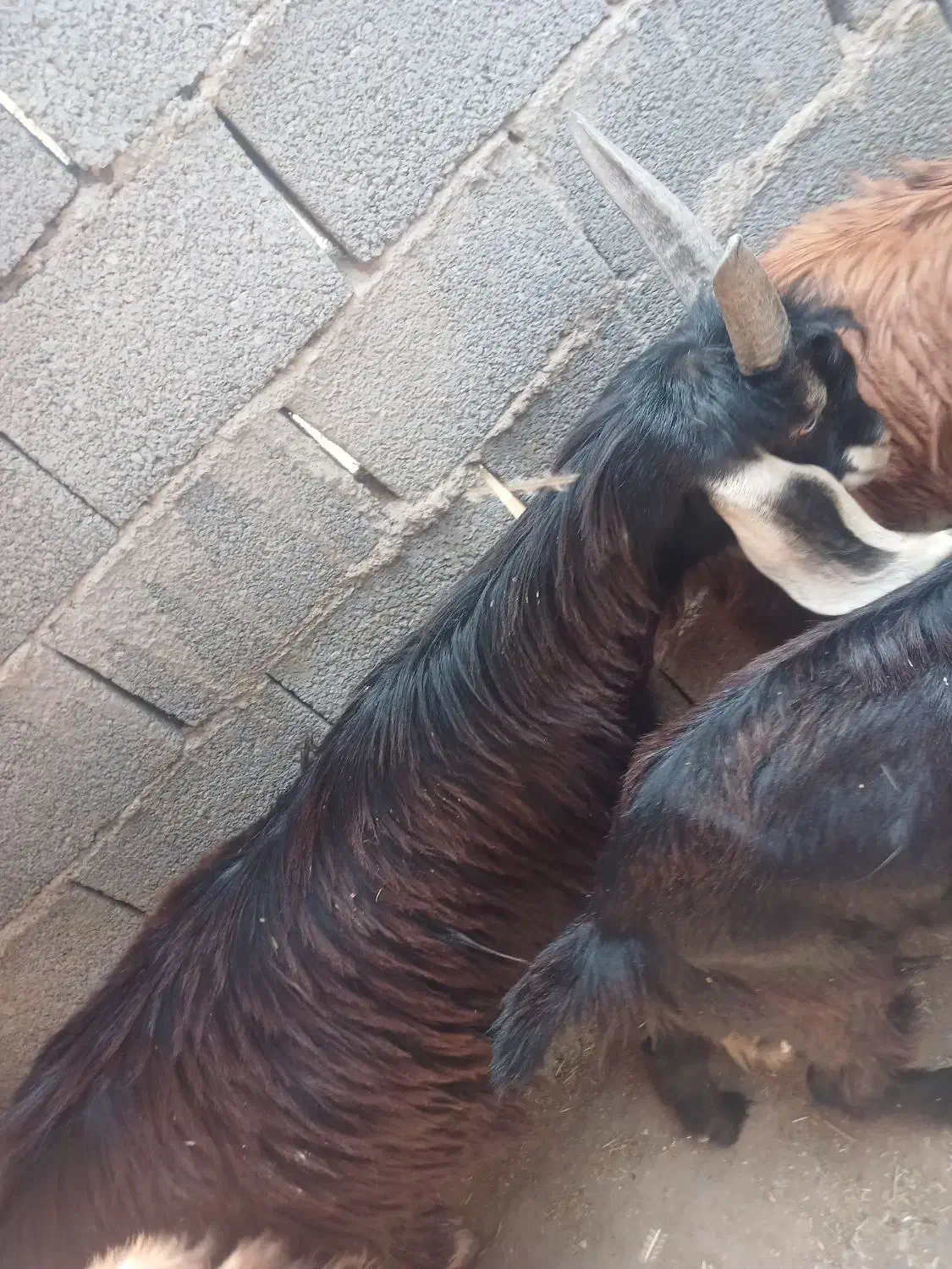 کهره نر و ماده|حیوانات مزرعه|بندر گناوه, |دیوار