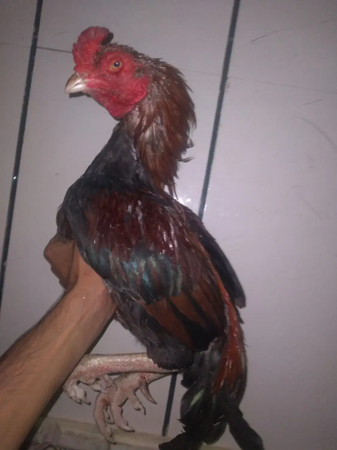 خروس فروشی|حیوانات مزرعه|سراوان, |دیوار