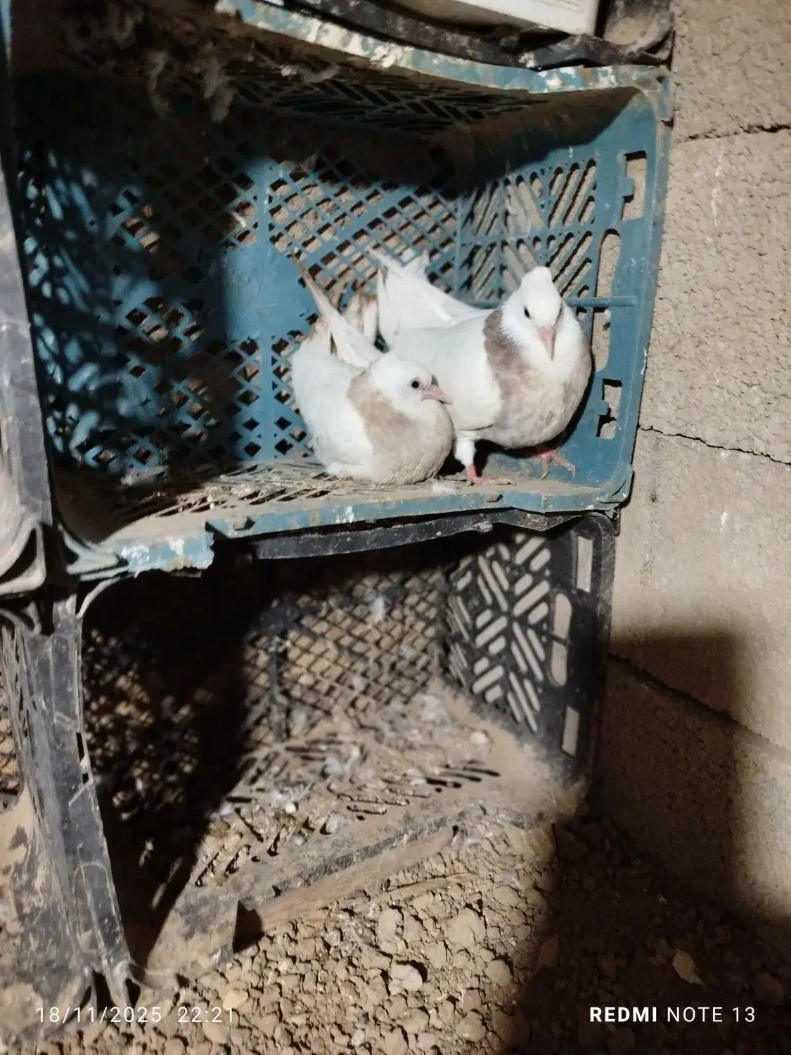 کبوتر طوقی جوجه|پرنده|گنبد کاووس, |دیوار