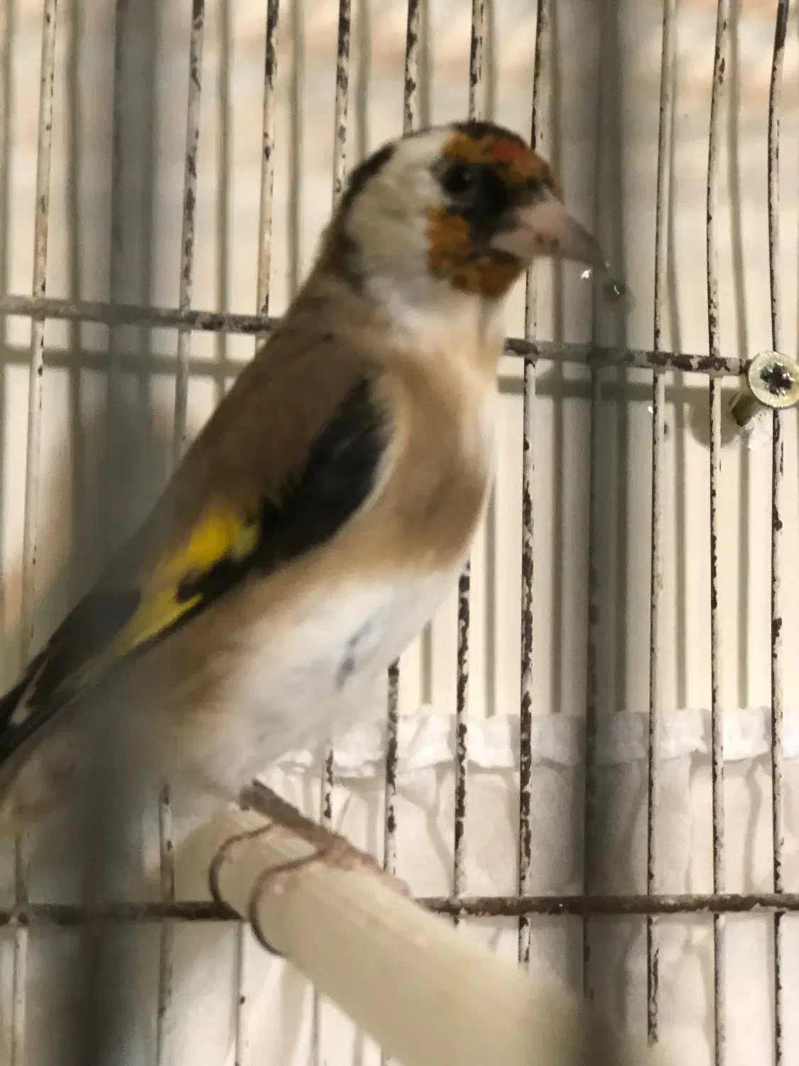 سهره جوجه نر|پرنده|ابهر, |دیوار