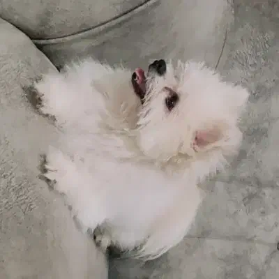 سگ پاکوتاه|سگ|سبزوار, قائم|دیوار