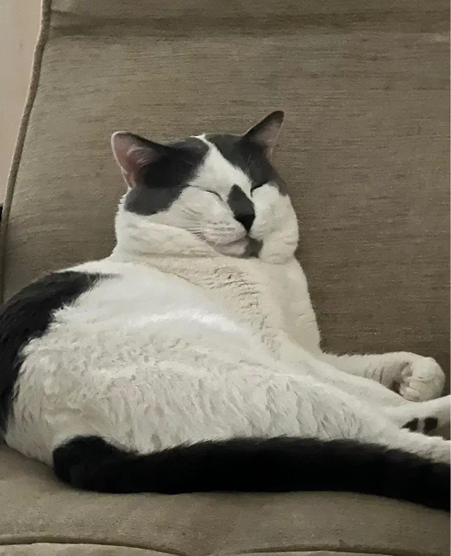 واگذاری گربه زیبا و تپل|گربه|رشت, انصاری|دیوار