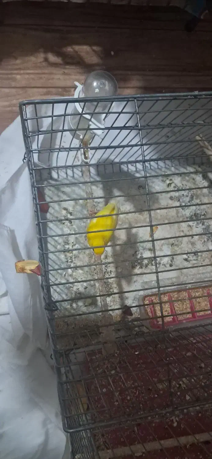 قناری|پرنده|برخوار, |دیوار