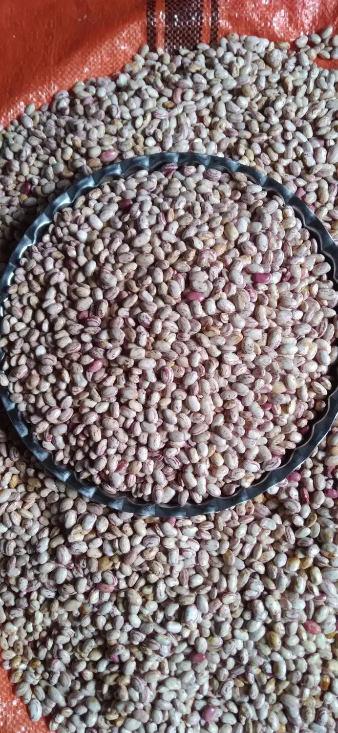 لوبیا چیتی|حراج|تالش, هشتپر|دیوار