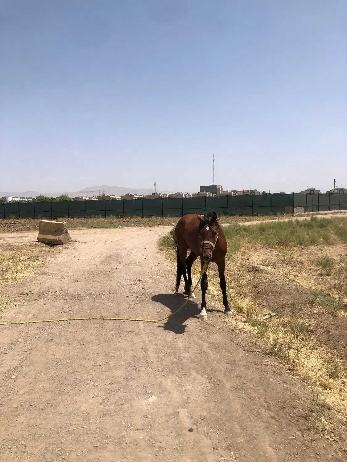 اسب ۳ ساله|اسب و تجهیزات اسب‌سواری|قزوین, |دیوار