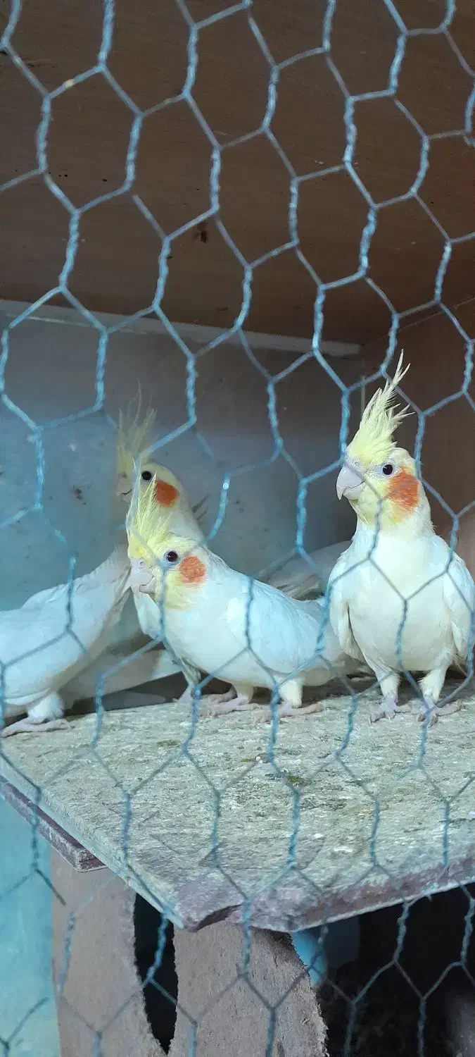 عروس هلندی سخنگو|پرنده|فاضل آباد, |دیوار