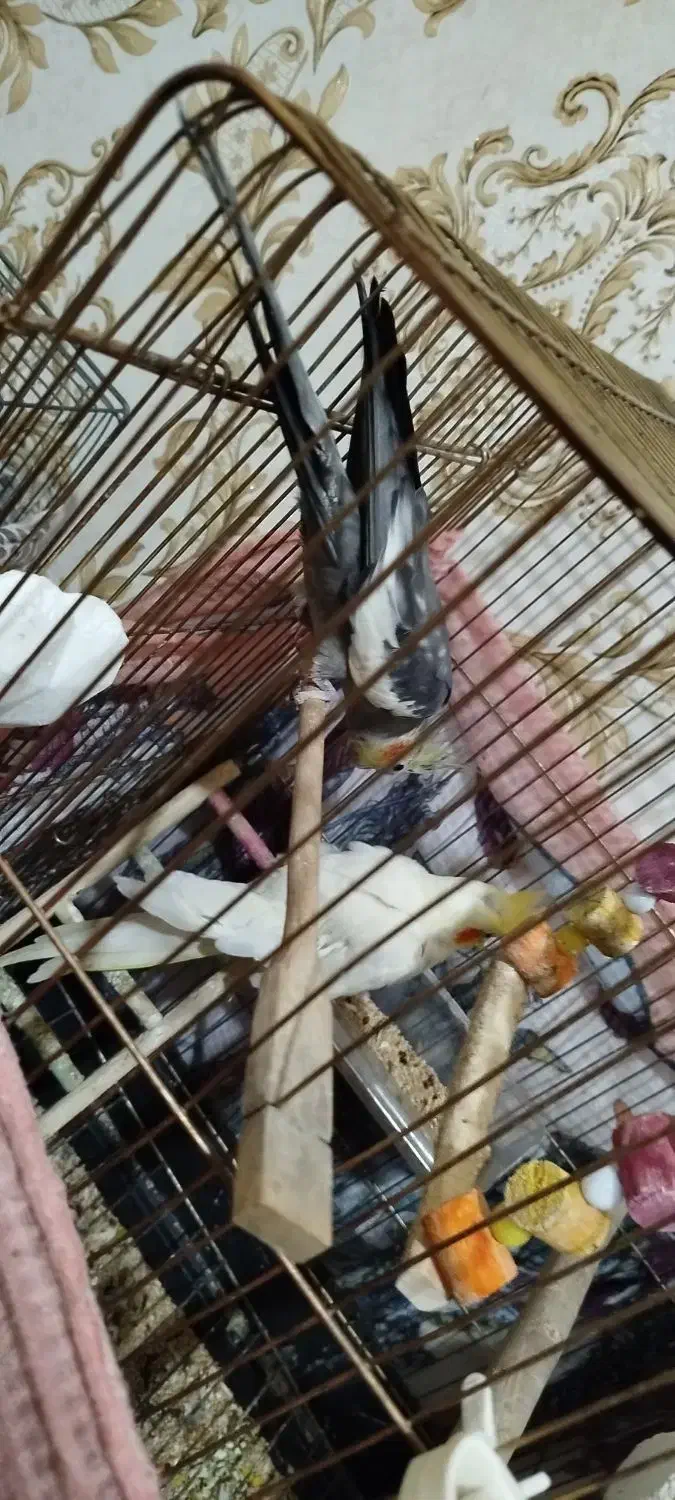 پرنده|پرنده|مشکیندشت, |دیوار