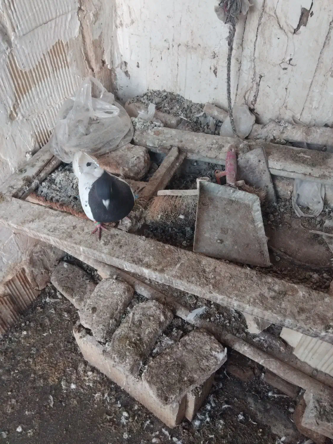 کله سیاه نر هوایی|پرنده|کاشمر, |دیوار